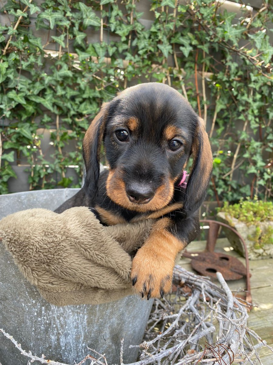 Vooruit nog eentje dan Lieve_Loetje
#teckelpup #ruwhaar #DogsofTwittter