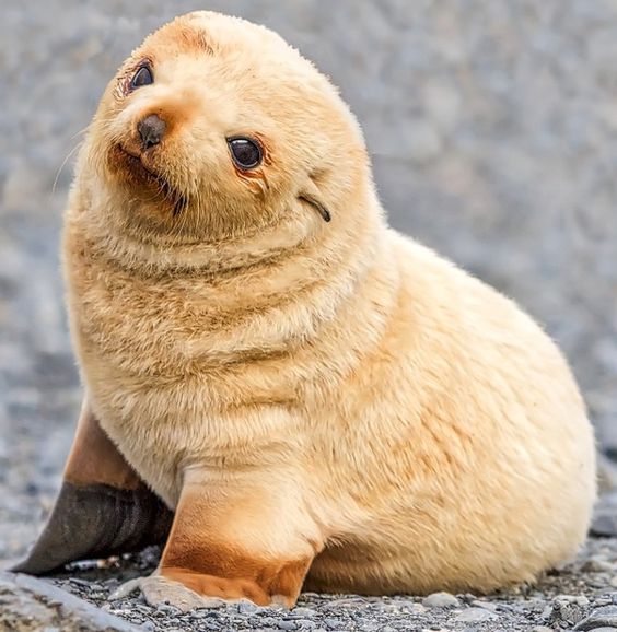 Foquinhass's tweet photo. uma baby foca bravinha passando pelo seu feed para animar sua semana https://t.co/etqo6RiiSx