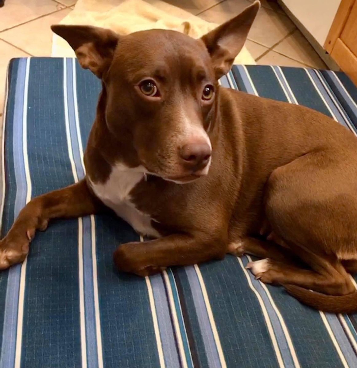 DAWS_CT's tweet photo. It’s hard to believe but Mocha arrived to DAWS in November 2020 after tragically losing all her babies during birth. She had a rough start and has been waiting for 16 months to be adopted. If you are interested in meeting/adopting this lovely lady, please email dogs@daws.org. 🐾 https://t.co/Igp8ONRUUp