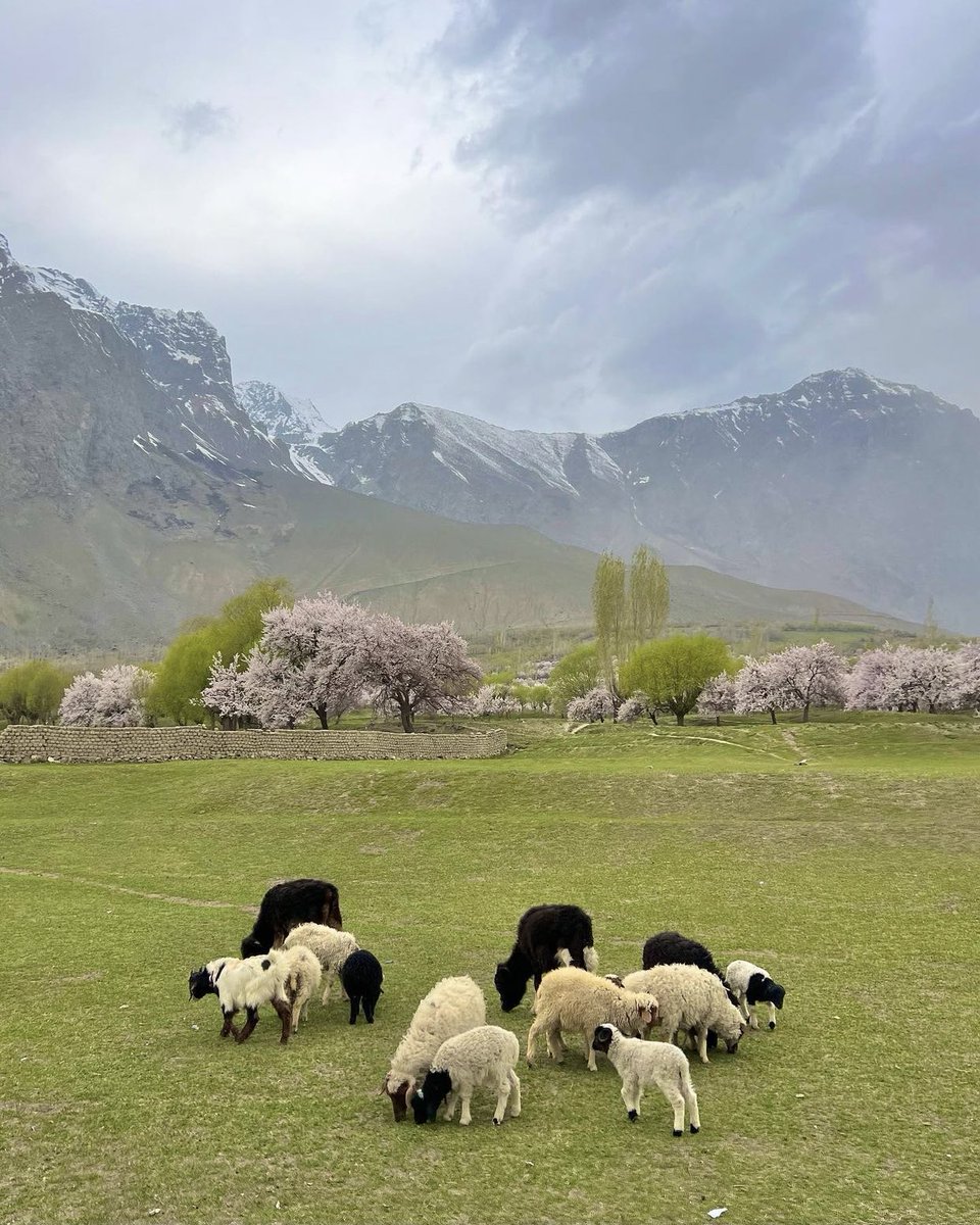 momentmemori's tweet photo. Skardu https://t.co/VPHF2EdQNY