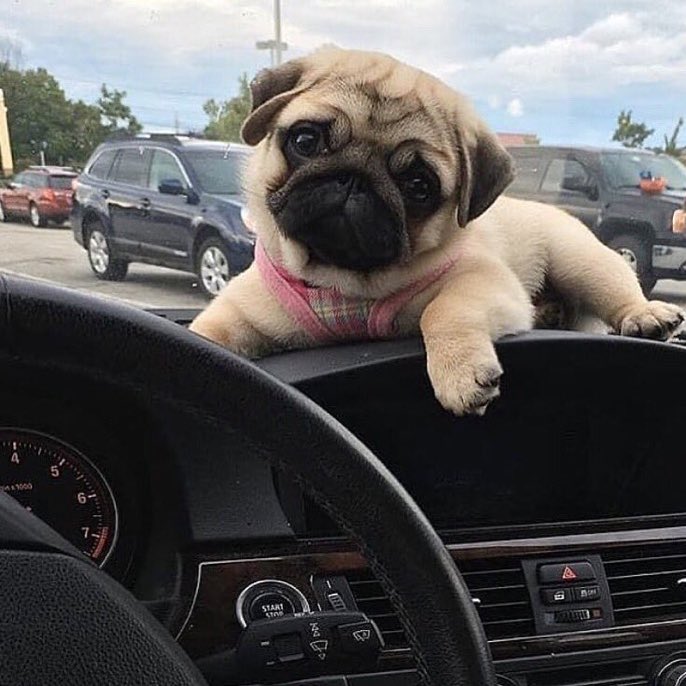 Loulou_thepug's tweet photo. my heart https://t.co/GWxoG4cvu3