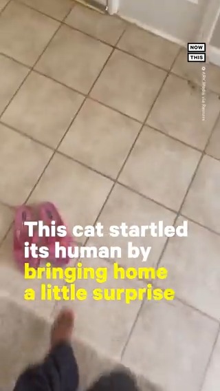 🔞$0/$0/$200🖤GET VACCINATED ️MDNI on Twitter: "RT @nowthisnews: Chipmunk