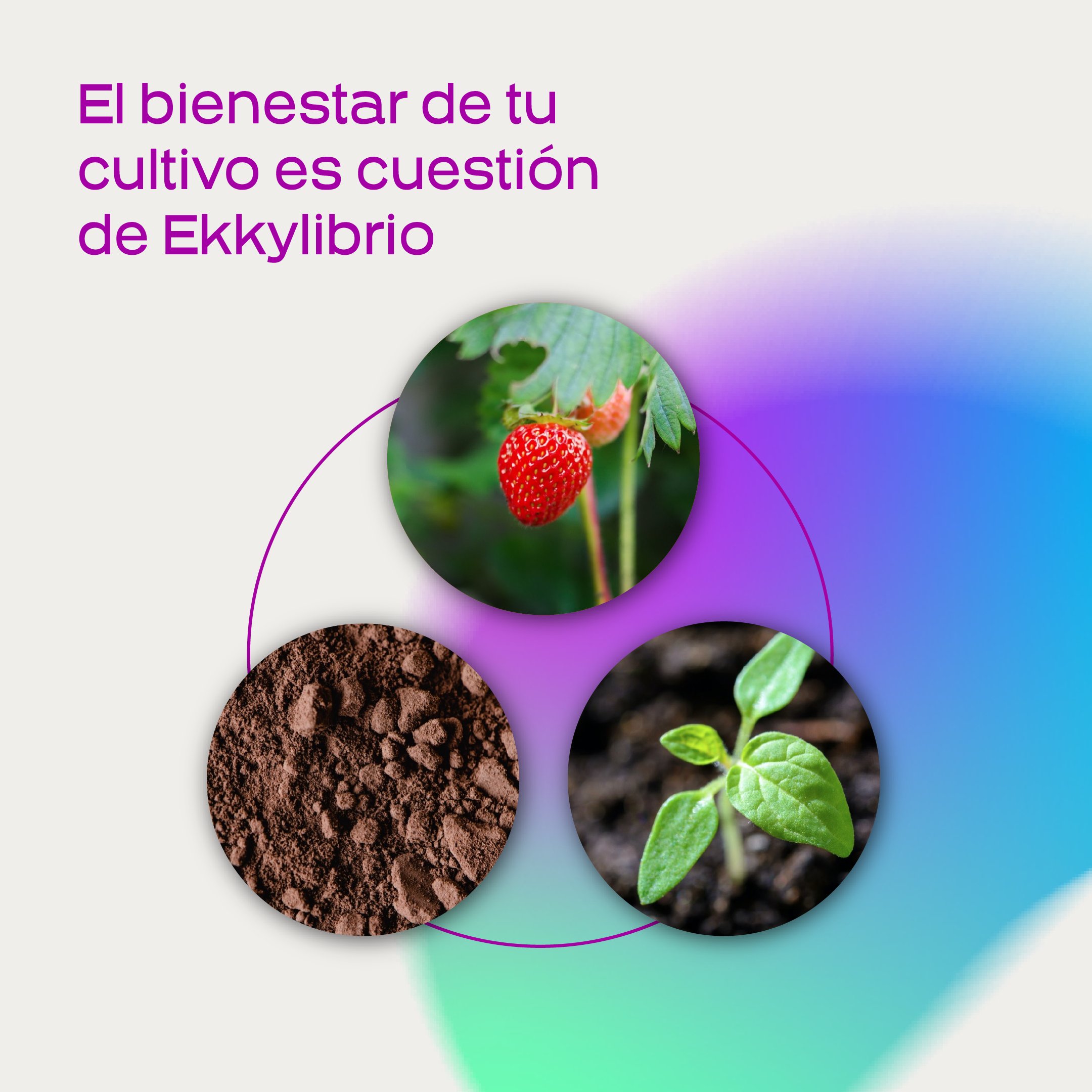 Planta Abre Caminos Para Que Sirve Probelte (@Probelte) / Twitter