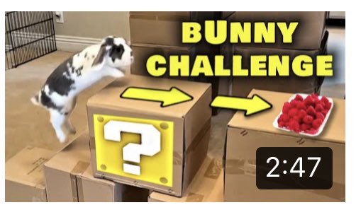 We made a Rabbit Obstacle Course Challenge (new video!!)  youtu.be/Gk7RRqRArC4