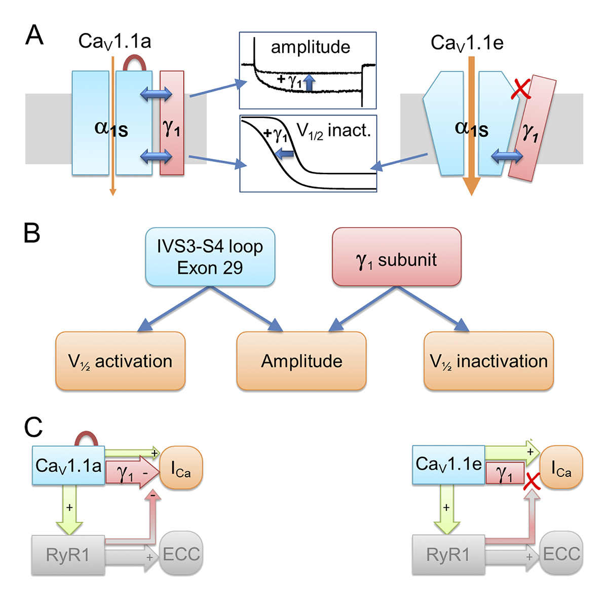 Model of differential γ 1 modulation on Ca V 1.1a and Ca V 1.1e currents and its consequences for retrograde coupling. From a study by Yousra El Ghaleb, <a href="/CampiglioLab/">Marta Campiglio</a>, Bernhard Flucher @imed_tweets and colleagues bit.ly/3iMq8NK

#ExcitationContractionCoupling