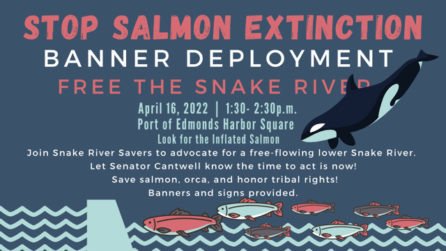 Env_Washington's tweet photo. Join the Snake River Savers this Saturday to let Sen. @MariaCantwell know how we feel about saving salmon and orca! Meet at the Edmonds Ferry Terminal location at 1:30 pm. #FreeTheSnake #SaveSalmon #SaveOrcas https://t.co/cROkBmwAfn