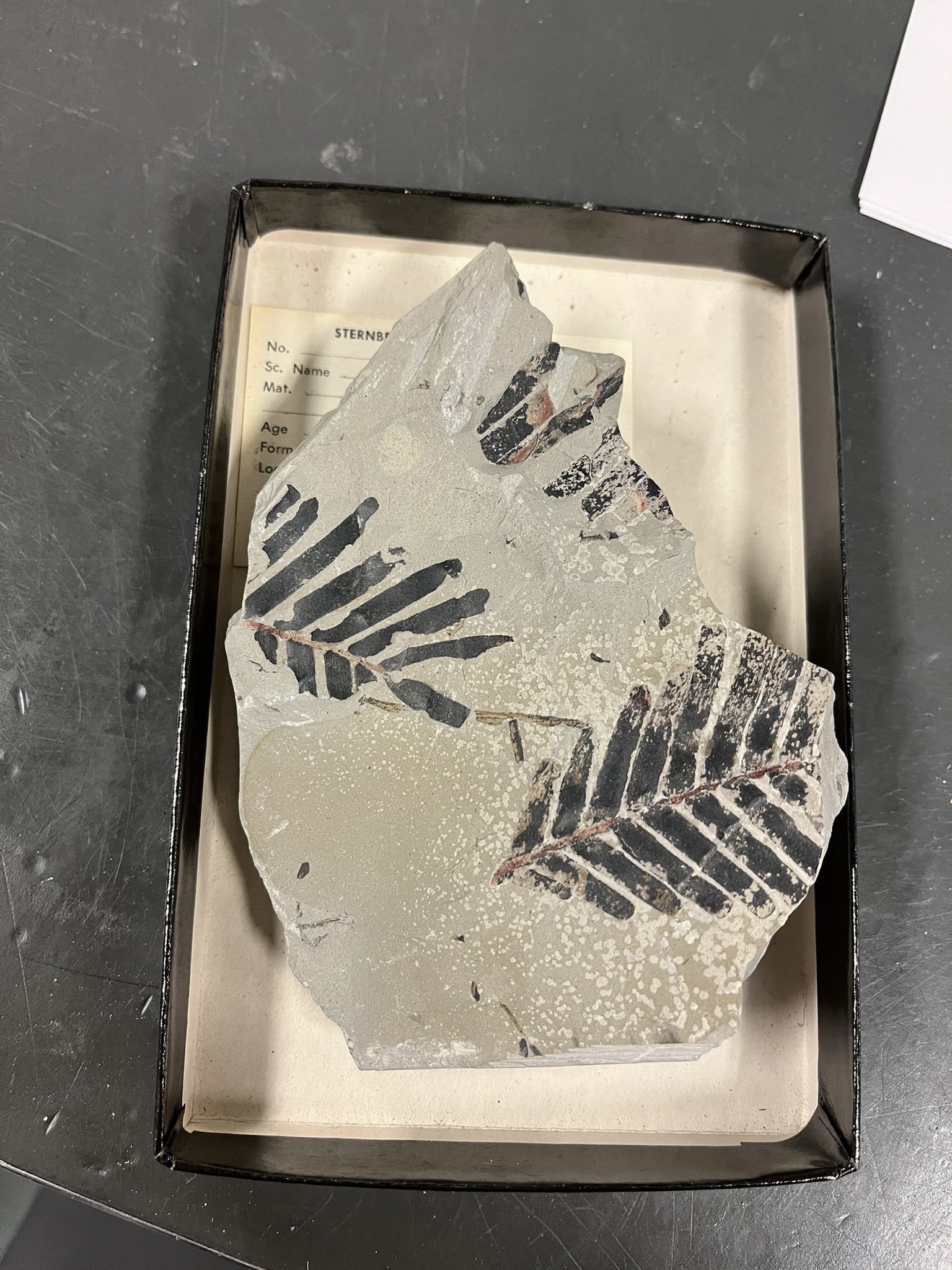 Dr. Aly Baumgartner on Twitter "Unwrapping fossil plants is always a