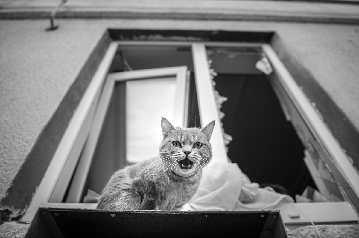 #WARINUKRAINE. Animals… abandoned… scared… alone… #Makariv