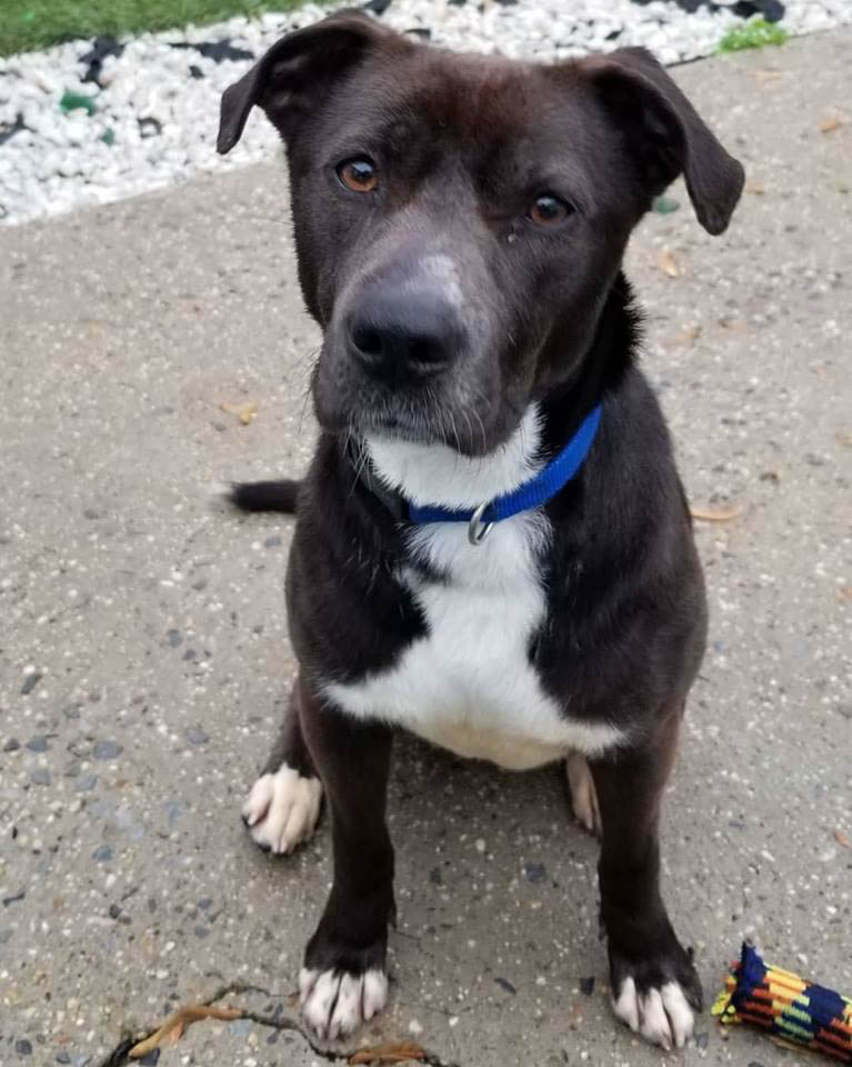 ABC's of Dog Training on Twitter "Reasons to choose ABC's of Dog