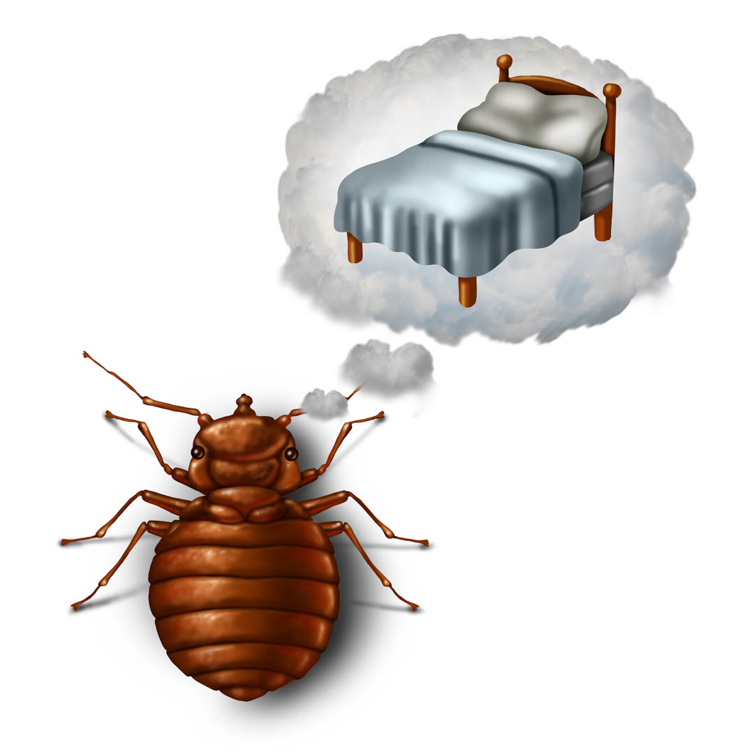 AmericanPestCo1's tweet image. We use the latest and most advanced methods of searching, removing, and controlling pest populations so that you will never have to deal with an unfortunate infestation again. #BedBugPestControl bit.ly/3qEK4GV