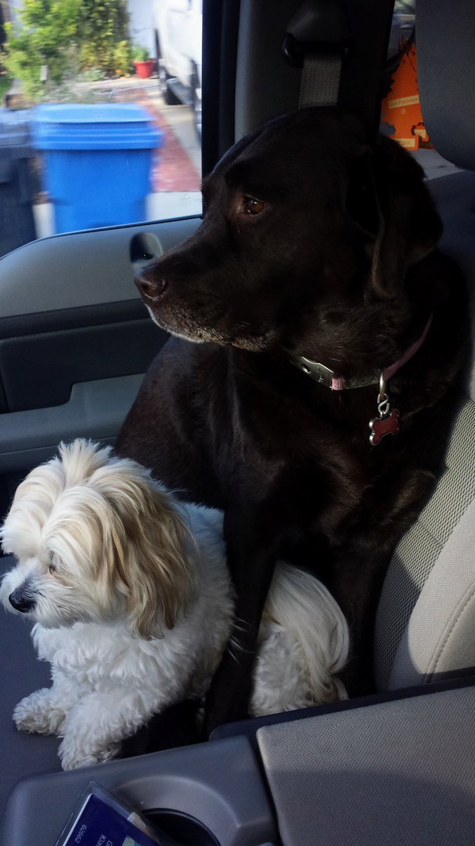 greg_klausner's tweet photo. @Blodog17 @Dbacks B-Lo and Koa Are together in heaven https://t.co/xgIp4KoqNz