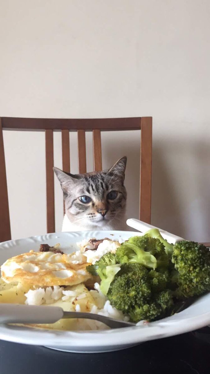 helpleev's tweet photo. meus gato https://t.co/StJbcgRHPd