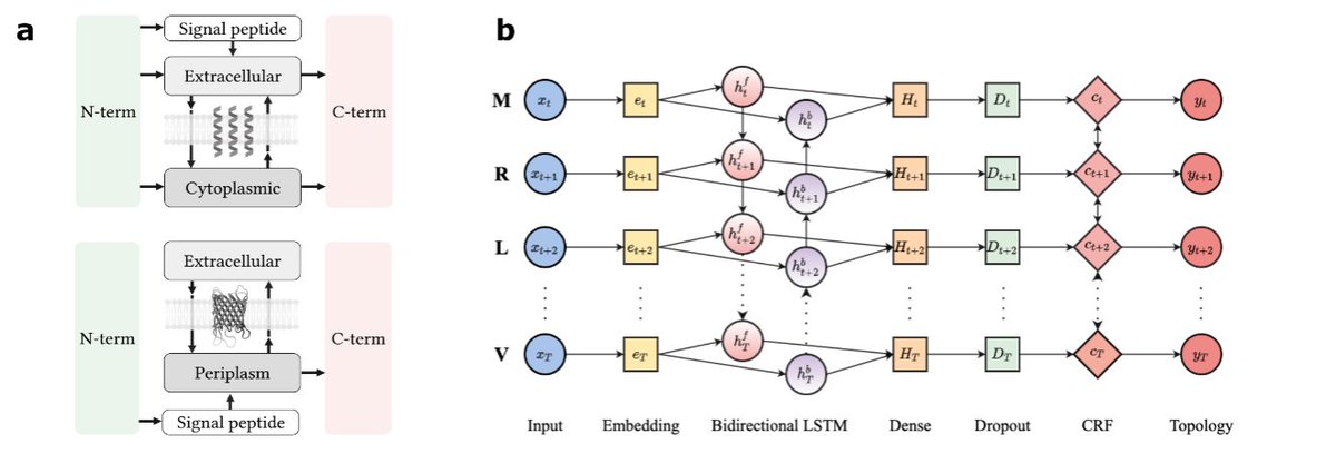 Ole Winther (@olewinther1) on Twitter photo DeepTMHMM - better alpha and beta transmembrane protein topology prediction using pre-trained protein #LanguageModels and conditional random fields #CRFs
<a href="/JeppeHallgren/">Jeppe Hallgren</a> <a href="/KTsirigos/">Kostas Tsirigos</a> <a href="/biolib/">BioLib</a> #BERT
Paper: biorxiv.org/content/10.110…
Server: services.healthtech.dtu.dk/service.php?De… DeepTMHMM - better alpha and beta transmembrane protein topology prediction using pre-trained protein #LanguageModels and conditional random fields #CRFs
<a href="/JeppeHallgren/">Jeppe Hallgren</a> <a href="/KTsirigos/">Kostas Tsirigos</a> <a href="/biolib/">BioLib</a> #BERT
Paper: biorxiv.org/content/10.110…
Server: services.healthtech.dtu.dk/service.php?De…