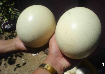Borslord's tweet photo. Los huevos del Villarreal: https://t.co/OpMGdZUaeu