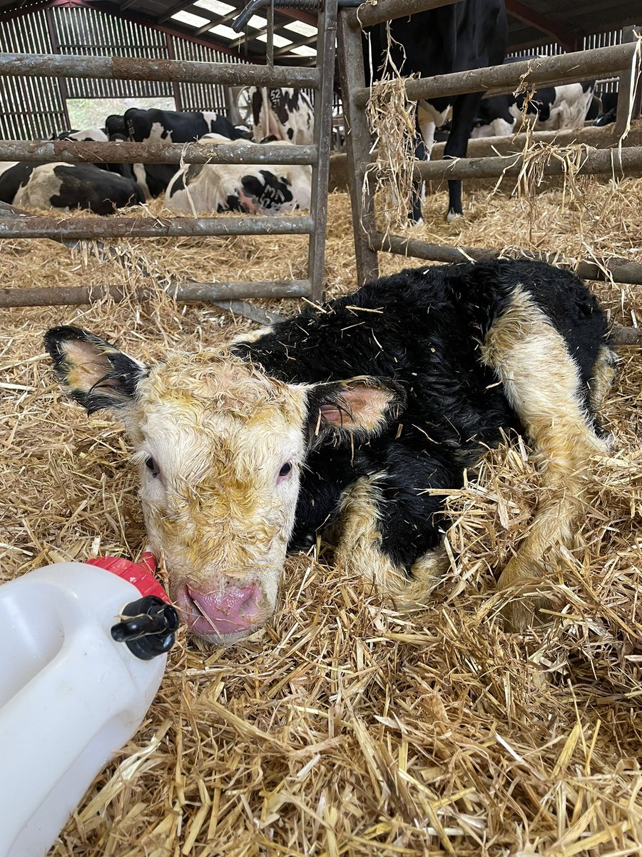 Couldn’t help but to share this cutie of a hereford😍😍