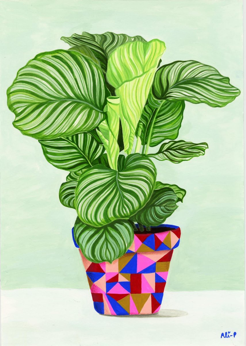 Finished my commission calathea!
#commissionsopen #calathea #artistsontwitter #handpainted #plantpainting #plantlover #pottedplant #surfacedesign #patterndesign