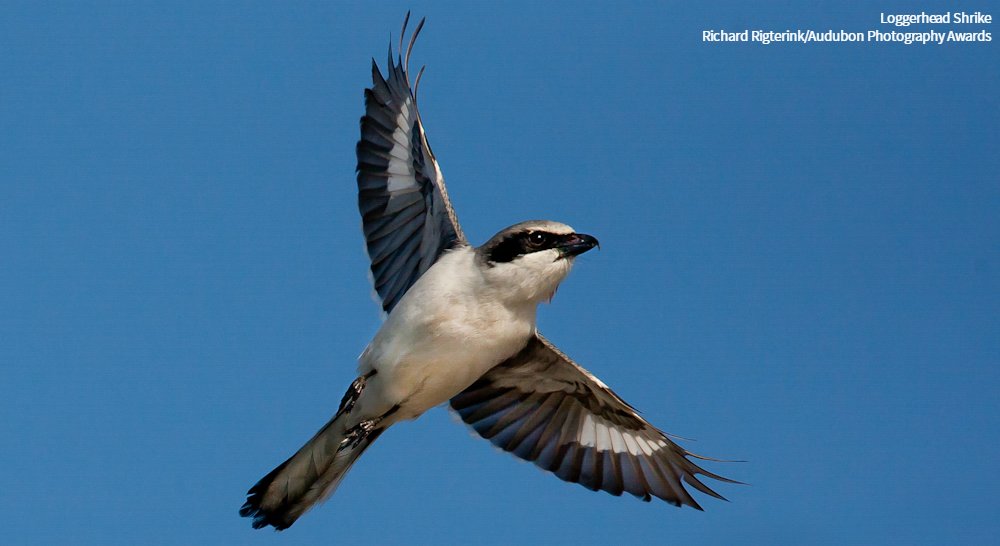 The bipartisan Recovering America’s Wildlife Act would direct funding to Arizona and every other state to help stem population declines of some 12,000 species of wildlife, including &gt;800 bird species, including the Loggerhead Shrike. Thank you <a href="/SenMarkKelly/">Senator Mark Kelly</a> for your support!