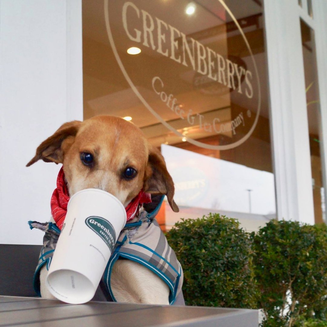 GreenberrysCo's tweet photo. We love our canines 🐶 just as much as we love our caffiene! 😄 https://t.co/RdOiTlulvH