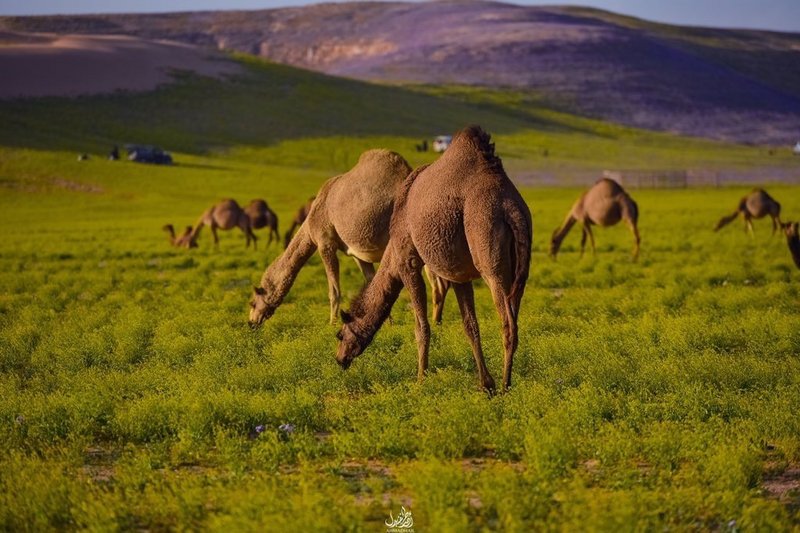 فهد العتيبي (@ahmd84224417) on Twitter photo 