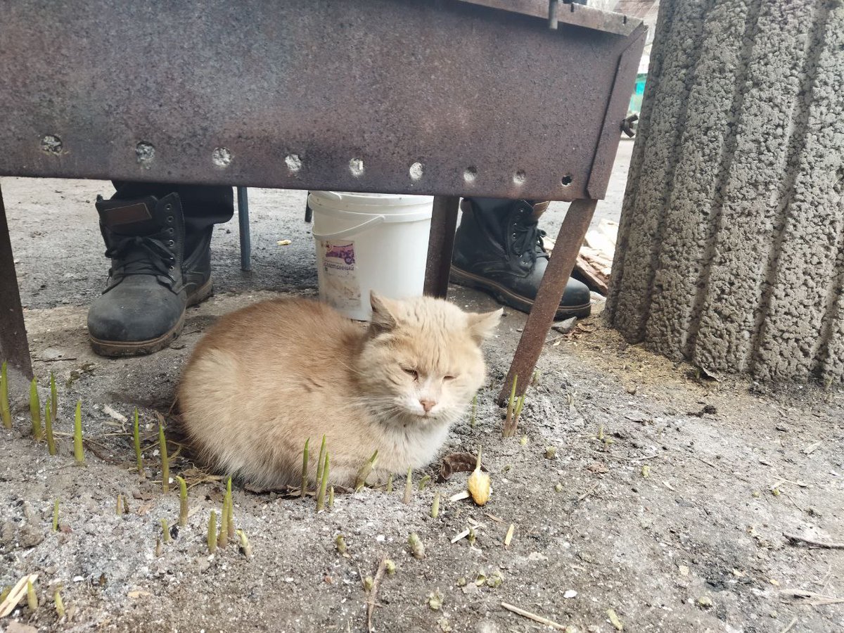Мариуполь. Люди и котики. Жизнь рядом со смертью...