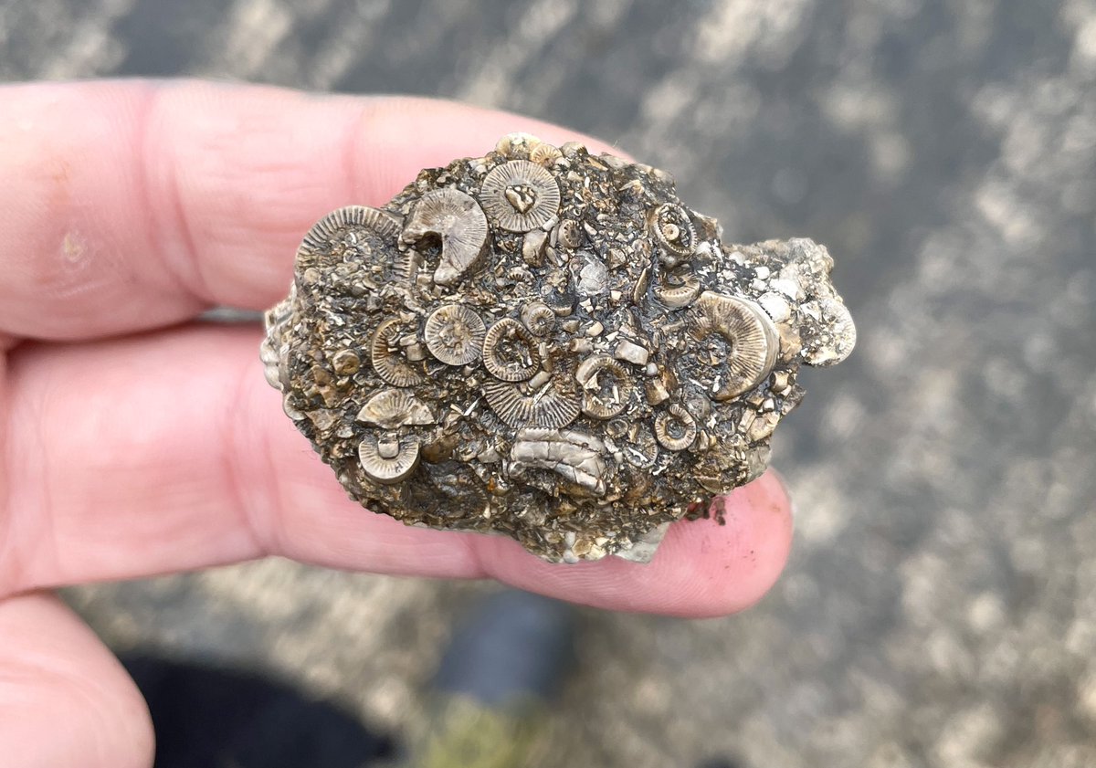 palaeokatie's tweet photo. I like when I wear a different jacket and find forgotten pocket rocks 😅 https://t.co/mLV6YYj1EM