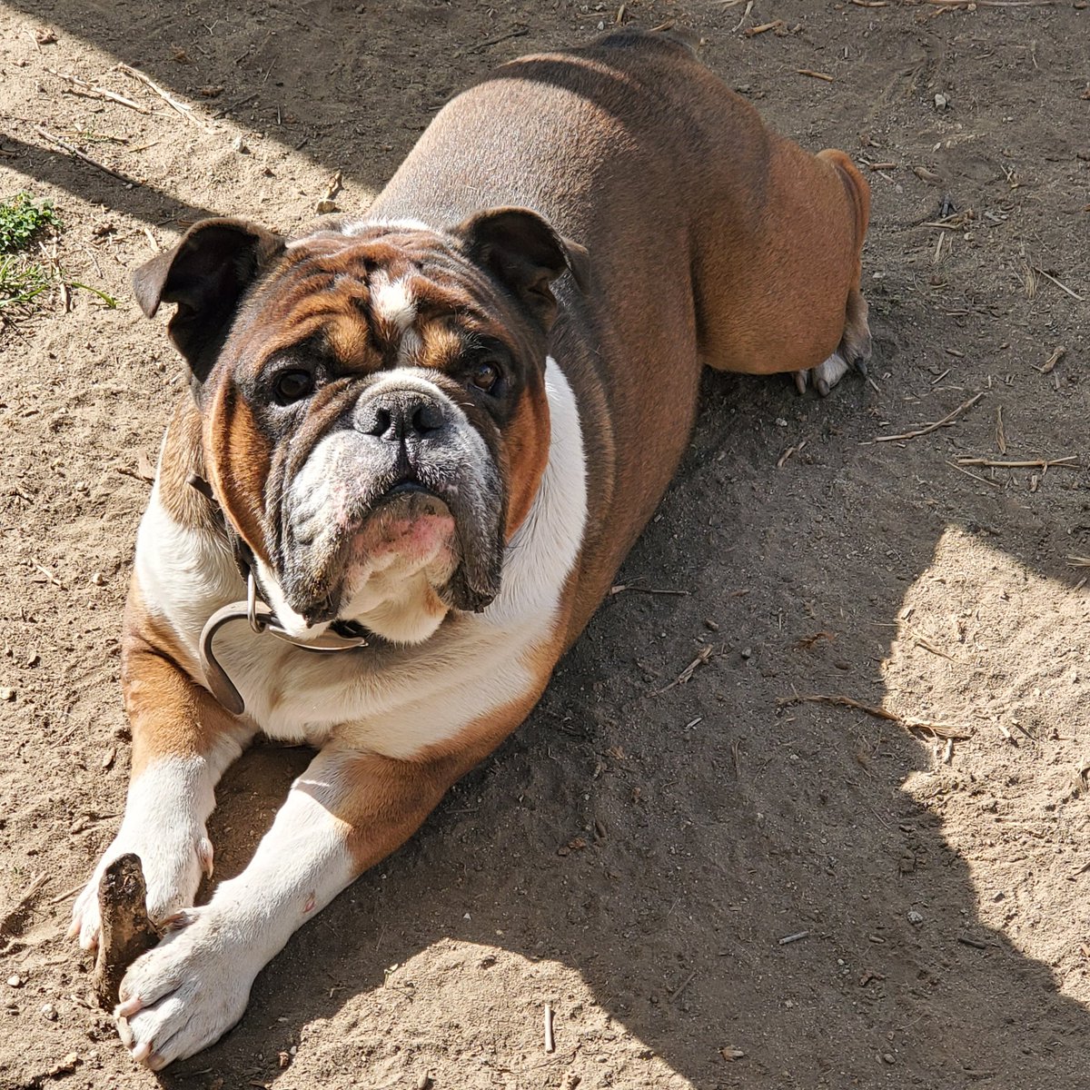 BidalRealEstate's tweet photo. #Remy #Bulldog #EnglishBulldog https://t.co/XmrmDb9rbA