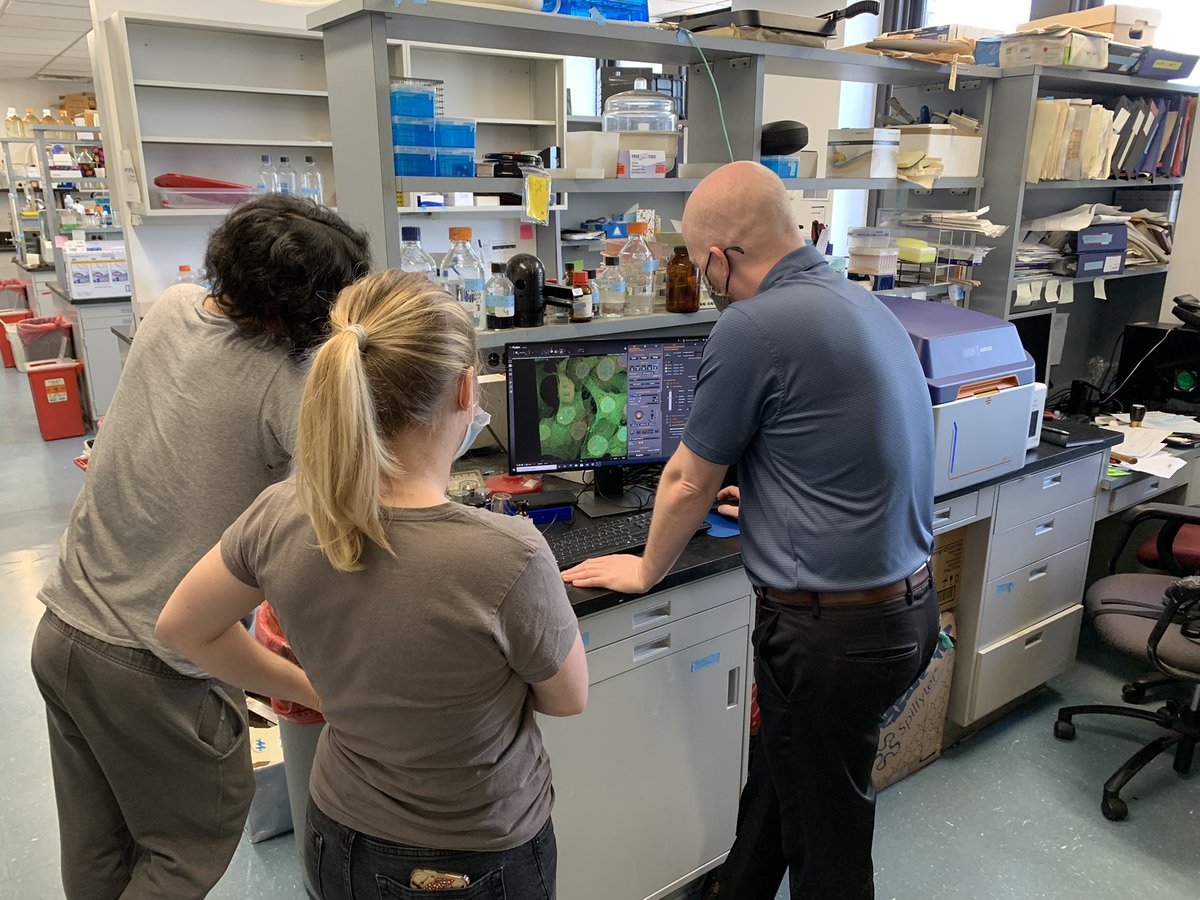 robdunakin's tweet photo. “I’ve never seen my sample look so good” Another great demo in NYC today.  #BC43 is an amazing confocal: fast, easy to use and excellent image quality. @AndorTechnology https://t.co/wlKwRWYpu8