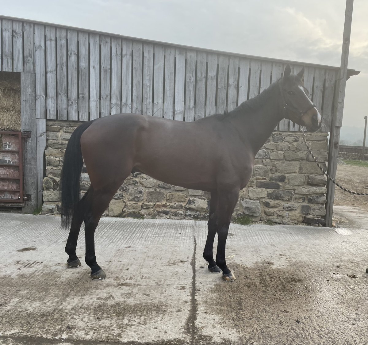 This handsome chap is looking for a home away from racing #forsale #loveyourror #careerchange
