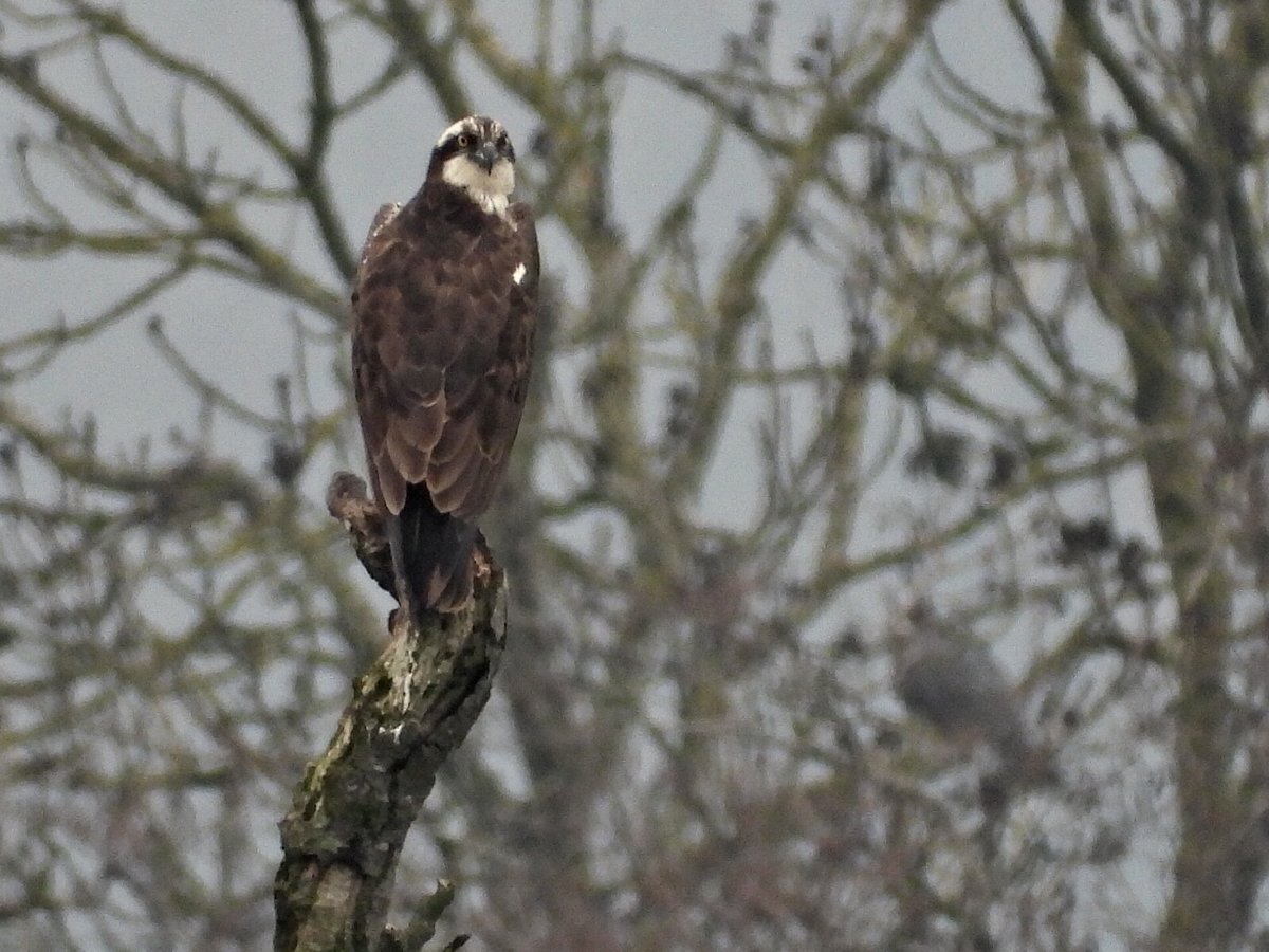 Mightychub's tweet photo. #WyverLaneNR #Belper #PatchGold #Topfind by @DerwentBirder perched up for an hour before heading North up the Derwent. #Derbyshirebirds @DanielCMartin1 @cockayne_simon @WildlifePrecey pages from #DigitalNotebook @DerbysWildlife https://t.co/SKP9W1T15j