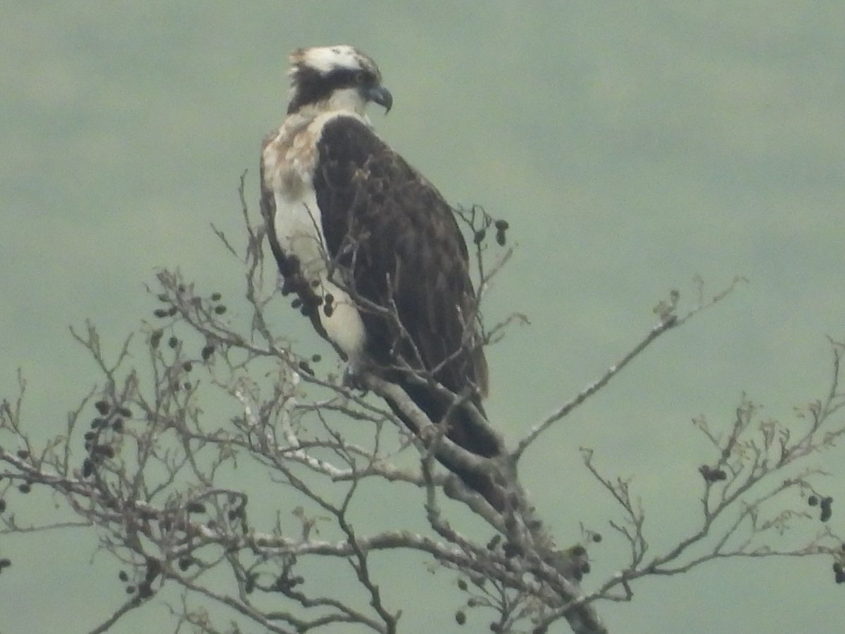Mightychub's tweet photo. #WyverLaneNR #Belper #PatchGold #Topfind by @DerwentBirder perched up for an hour before heading North up the Derwent. #Derbyshirebirds @DanielCMartin1 @cockayne_simon @WildlifePrecey pages from #DigitalNotebook @DerbysWildlife https://t.co/SKP9W1T15j