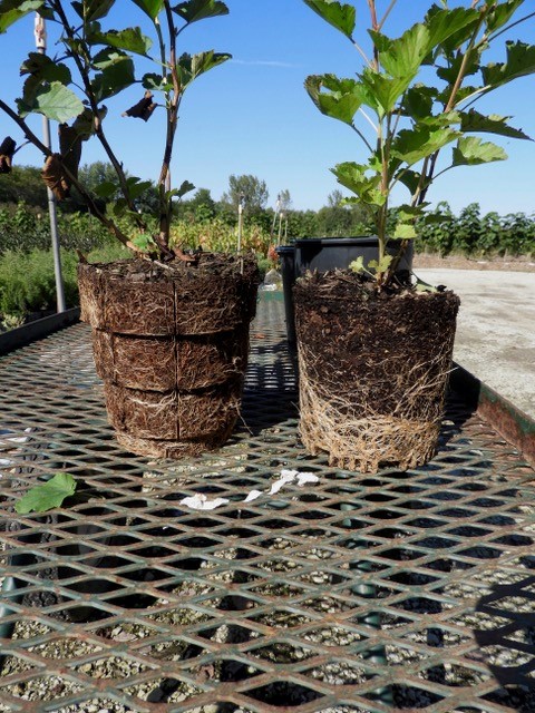 Do you want to grow trees 2 to 3 times faster? No circling roots, faster growth in RootMaker® pots. Why would anyone grow plants in smooth pots if they wanted bigger, faster, and better plants? #RootMaker #1gallon #physocarpus #nurserypot