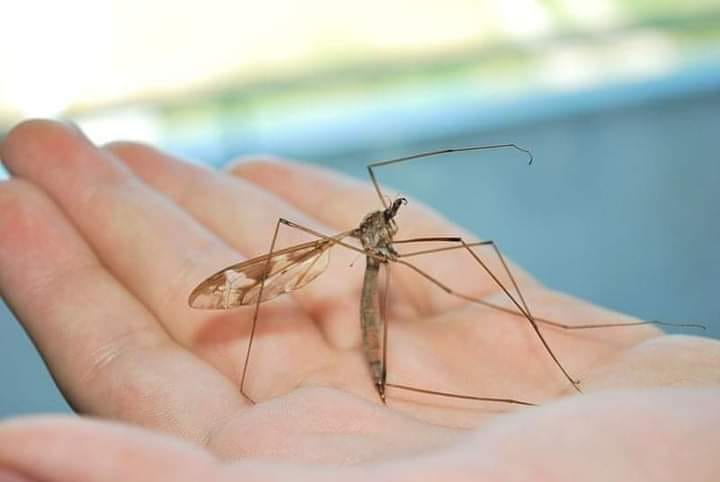 Kobalto's tweet image. Ciao, sono una tipula, NON una zanzara. 
Mi uccidete senza che io sia un pericolo per nessuno, anzi sono un aiuto. 
Non succhio sangue, ma mi nutro del nettare dei fiori contribuendo ad impollinarli. 
Ora che mi conosci per favore non uccidermi, se per errore entro nella tua casa