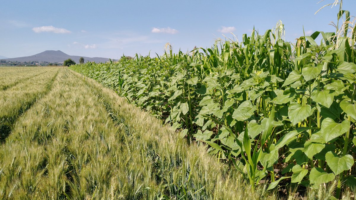 En MICI Angamacutiro la EAT, sigue promoviendo la biodiversidad en el ciclo OI, con trigo, girasol, frijol, maíz elotero, okra, jitomate, cebolla , pepino, chile y fresa <a href="/victor_suarez/">Víctor Suárez 🇲🇽🇵🇸</a> <a href="/vmva1950/">Víctor Villalobos Arámbula</a>