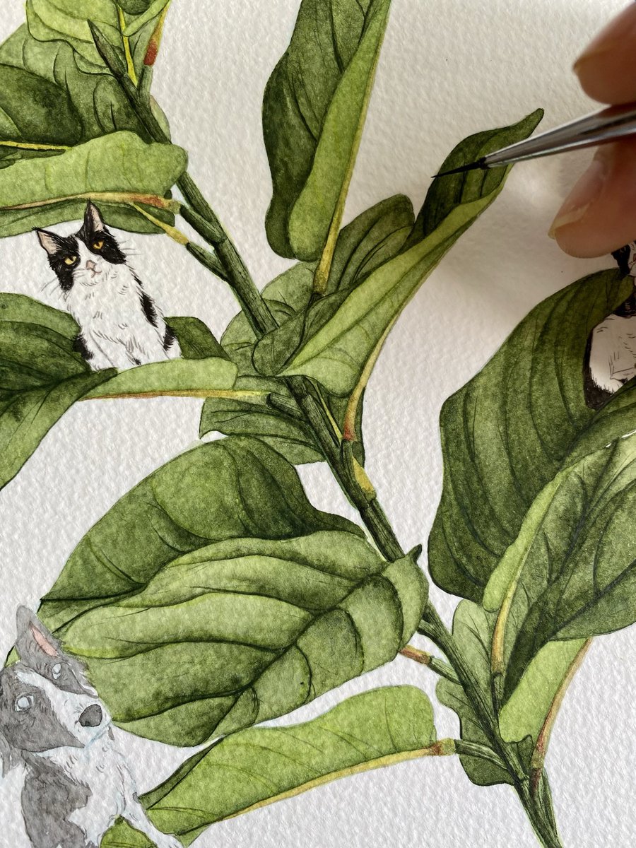 Melanie_Rejon's tweet photo. Hola #PortfolioDay ✨
Soy Melanie, alias Mels, y me gusta dibujar plantas y texturas con mucho detalle en acuarela principalmente, soy de México y definitivamente soy señora de las plantas 🪴 

https://t.co/DpfcnE651e https://t.co/Q6WIadIO0T