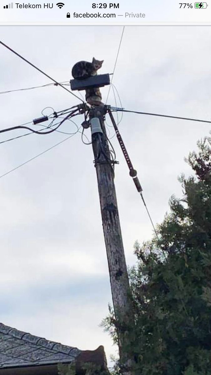 MythosFilmsUK's tweet photo. Fostering a kitten while I’m in Budapest working on a new project. Poor little guy was found stuck on top of a phone pole. Now he’s got a safer view of the city. https://t.co/bsvJisnrPc