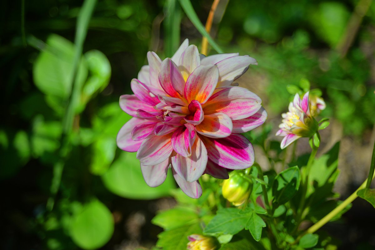 The Wild Images tweet media