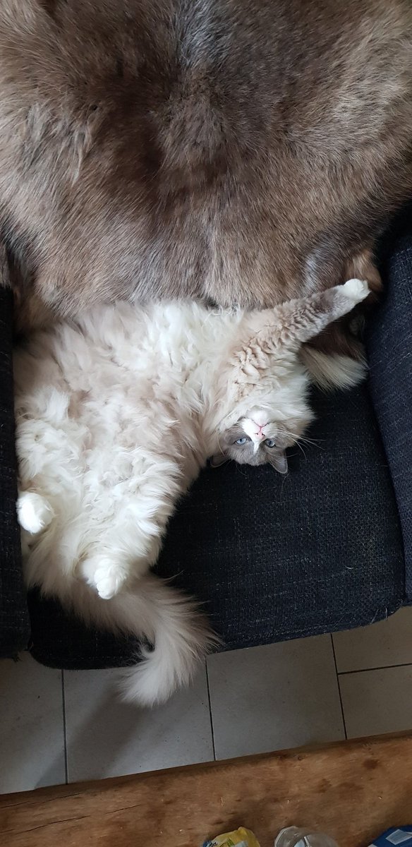 LizzySemmy's tweet photo. My evening nap 💗💗💗🐈💗💗🐈🐈
#CatsOfTwitter #cats #catlovers #bluemittedragdollsofinstagram #sleepinstyle #purrfect https://t.co/XsCy3lz8oD