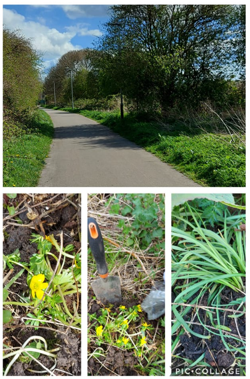 Thank you to Mandy for planting out the donated snowdrops and aconite bulbs on Oak Road, Hull. 💚