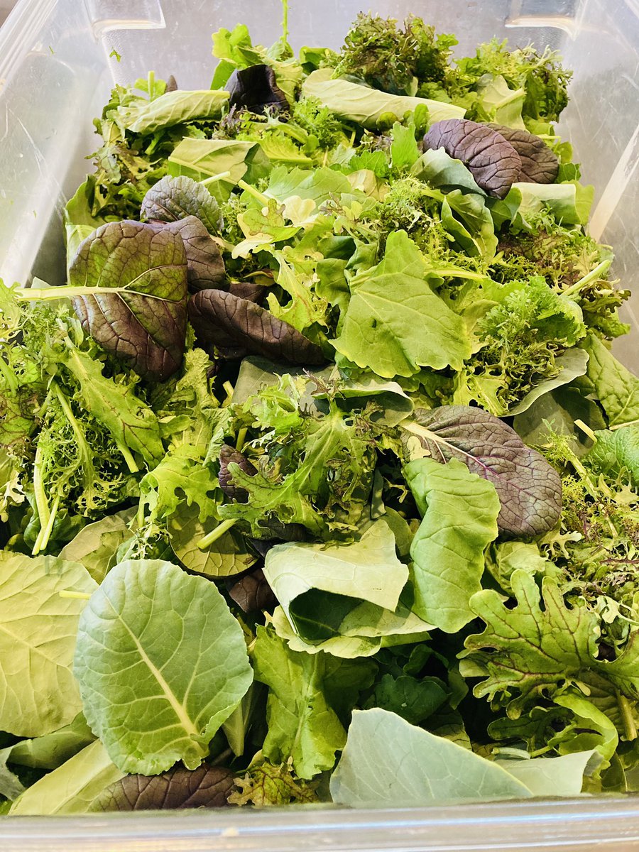 bonappetweet's tweet image. 10 ft from the farm to your plate!!!!!😂😂 Todays composed salad at #byo has greens we grew in house. Come down and let us know how our green thumb is @TwitterREW