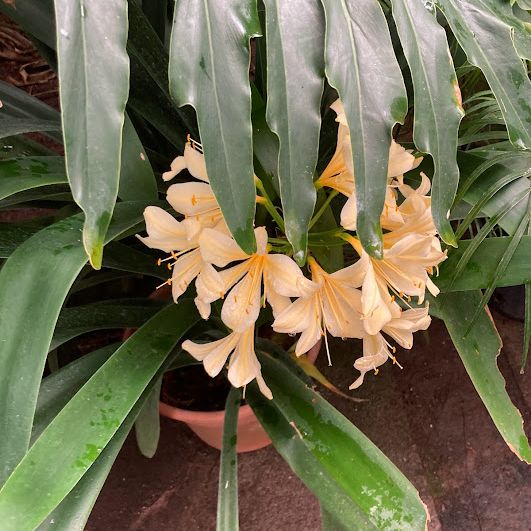DopaminePlans's tweet photo. Went to Ott's Greenhouse today to get inspiration for new plant designs! https://t.co/lRIcNJH7c9