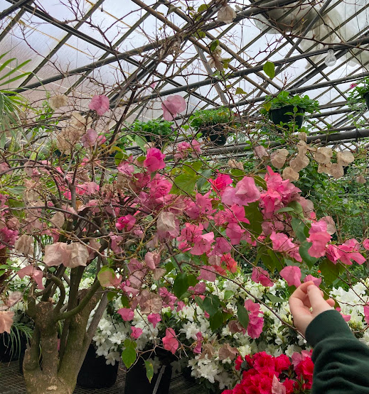 DopaminePlans's tweet photo. Went to Ott's Greenhouse today to get inspiration for new plant designs! https://t.co/lRIcNJH7c9