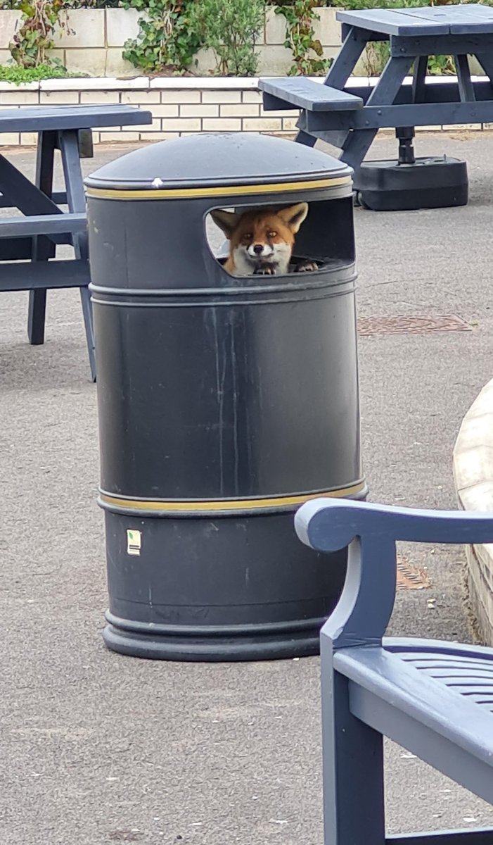 JamesMarriottYT's tweet photo. Found a furry so put him in a bin https://t.co/nSdIUQta8P