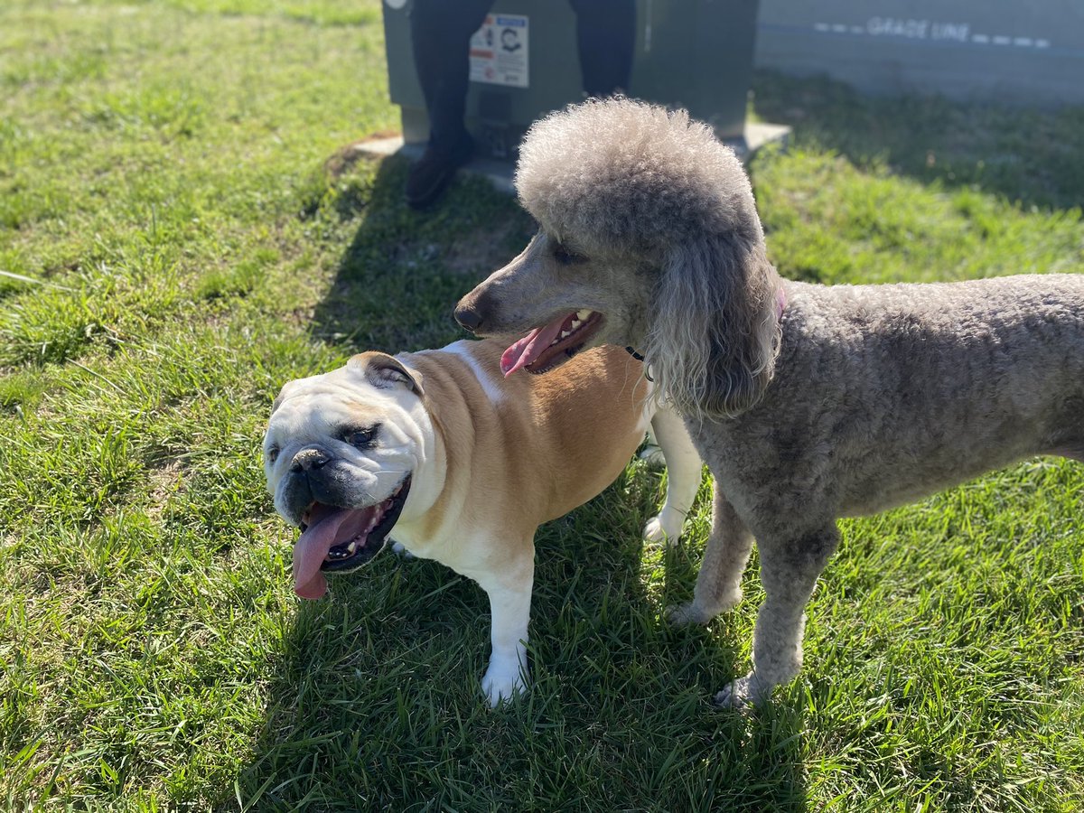 Dozer_The_Dog tweet media