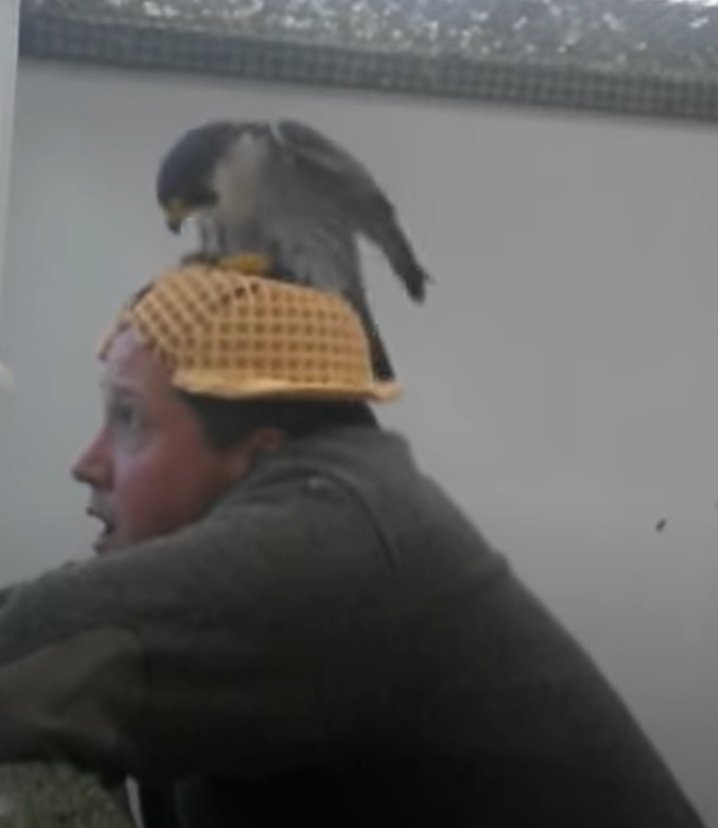 Fun fact: ever wondered how to artificially inseminate falcons? one answer is using a sex hat (to get the semen from the male) youtube.com/watch?v=M_l3Ey…