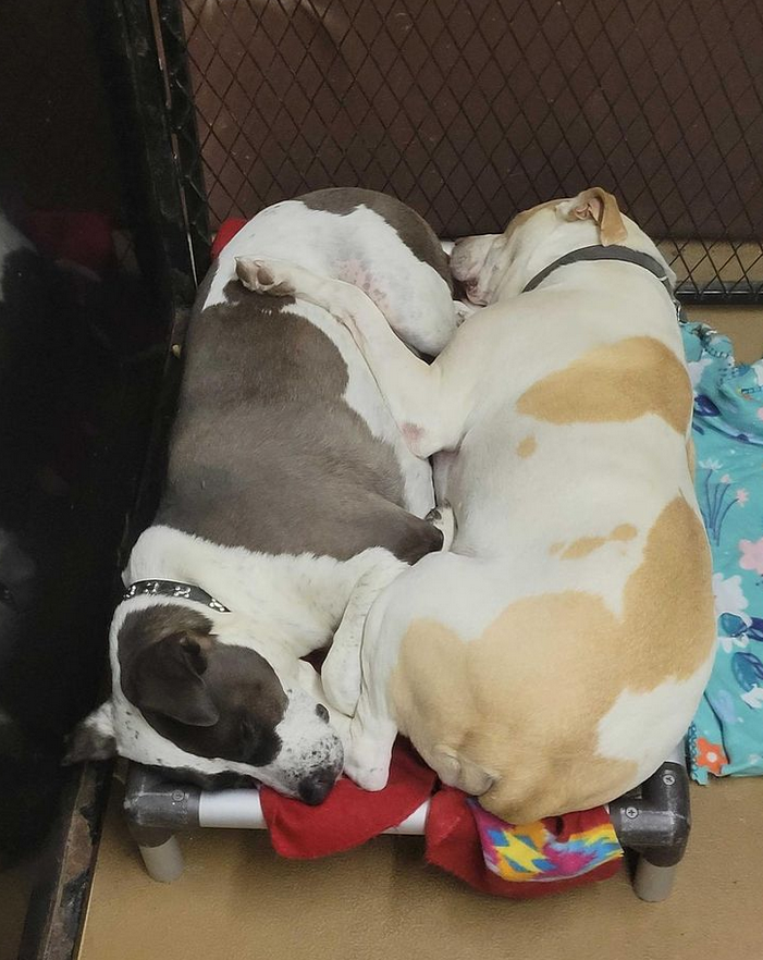 ShelterBeds's tweet photo. Buster and Snoop are snuggled up like two very close peas in a pod @harmonyrescuehotel . Happy to see they enjoy sharing a Kuranda Bed, even though they each have their own 🤣 https://t.co/yr9pLDF6bK
