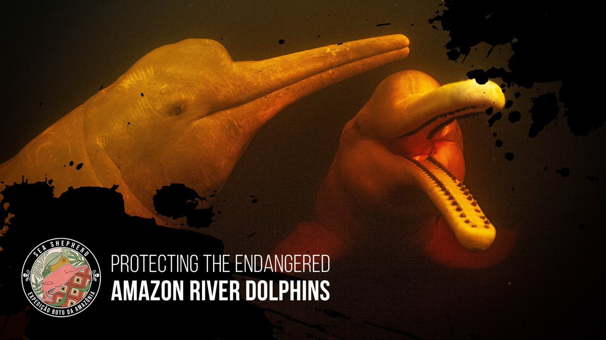 SeaShepherdYVR's tweet photo. Wednesday, April 13th at 3pm PDT for our FINAL LIVE discussion with Sea Shepherd Brasil’s Nathalie Gil and guests from the campaign crew and scientists as they review the Boto Expedition II campaign.
RSVP: https://t.co/nvDyKB1pEB
#dolphin #sea #nature #boto #animals #seashepherd https://t.co/7jOxGhHJIs