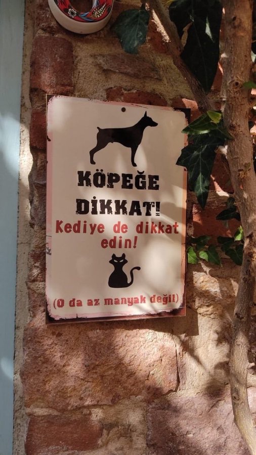Bir kedinin koca bir köpeği kovaladığını görmüşlüğümüz var😂😂😂