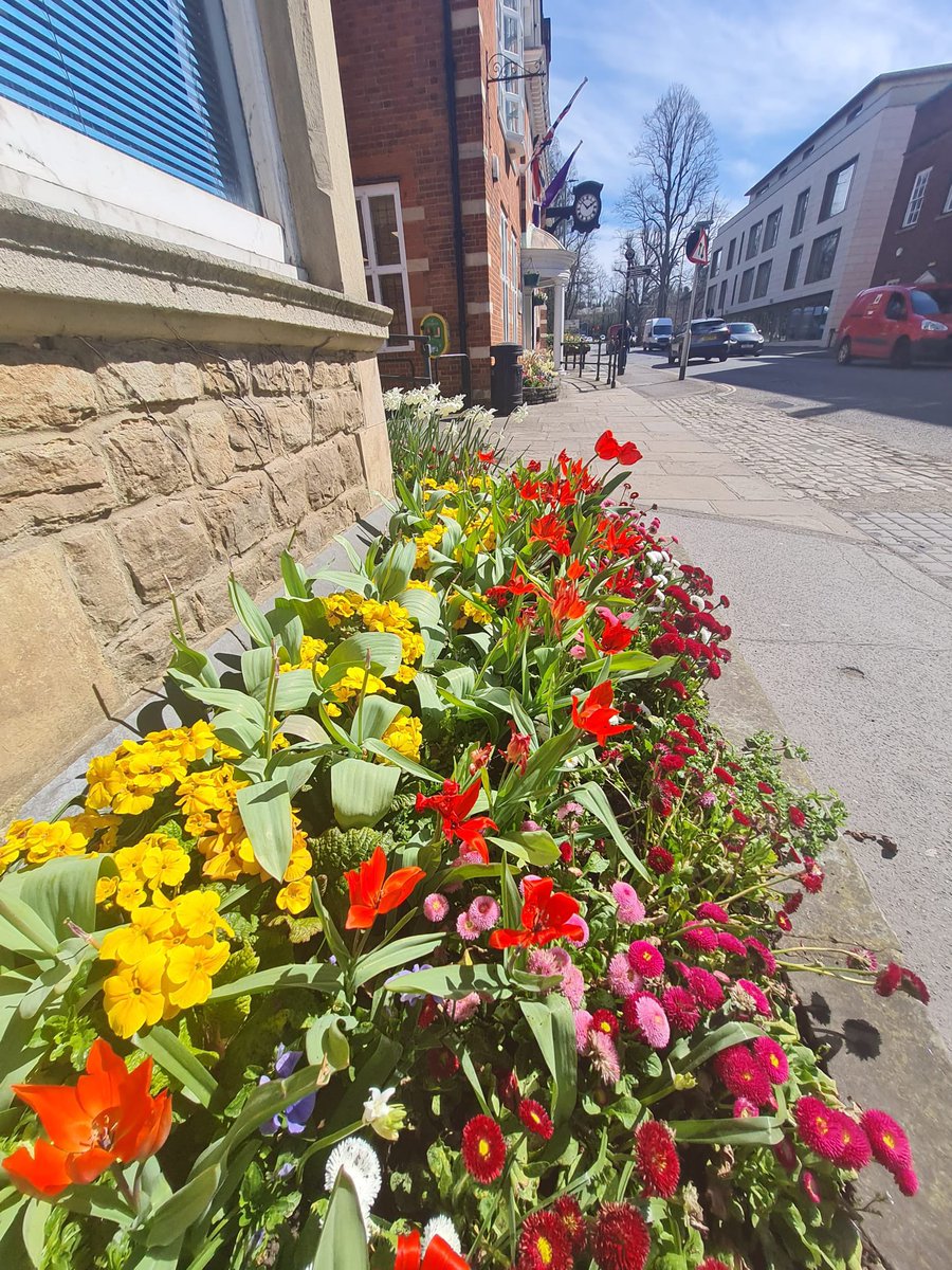 Spring blooms for #FarnhamInBloom2022 #bloomhour
