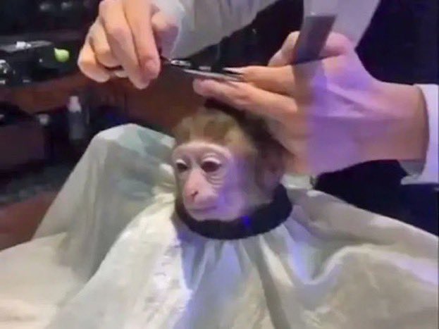 jzux's tweet photo. taking my silly little showers and brushing my silly little teeth and getting my silly little haircuts as the world burns and burns and burns https://t.co/uwRPY9QneX