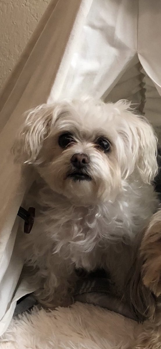 realmarcofranco's tweet photo. Having to put down the family pup is one of the hardest things you can do . RIP Chachi , you were the best pup and loved by all . https://t.co/sBvnp0otbI